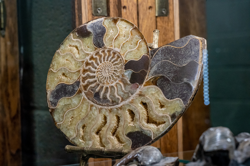 fossil collection